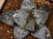 Хавортия вектор (Haworthia vector, ハオルチア　ベクター)